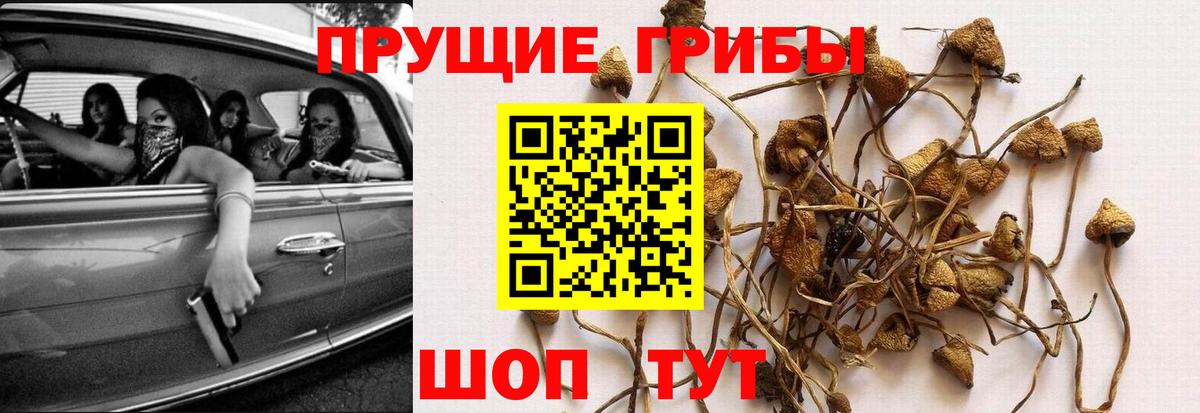 где можно купить наркотик  Галлюциногенные грибы Psilocybine cubensis  Вход с VPN  Лыткарино 